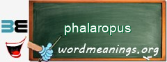 WordMeaning blackboard for phalaropus